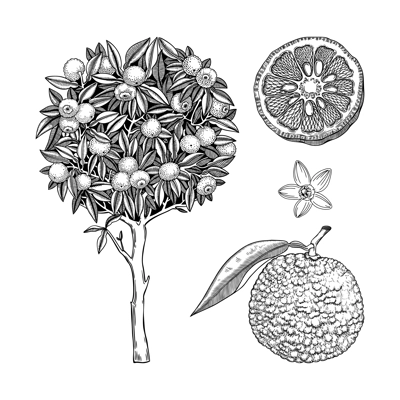 Sketched yuzu set with decorative tree, fruit, leaves, and flowers in engraving style. Hand drawn citrus plant illustrations collection. Asian citron botanical drawing. Juicy healthy food sketch.