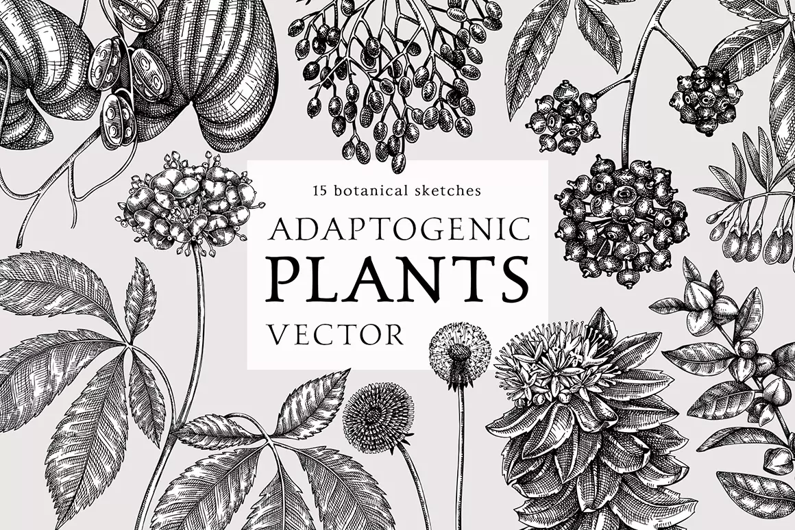 Adaptogenic plants illustrations. Herbs and medicinal plants vector sketches.  Illustration