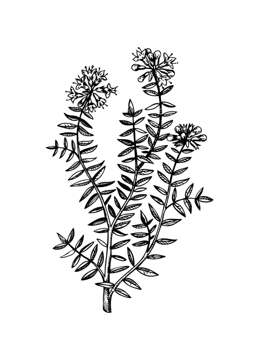 Hand sketched thyme illustration with leaves and flowers. Hand-drawn medical herbs and spices. Engraved style botanical illustration. Herbal medicine and tea ingredients