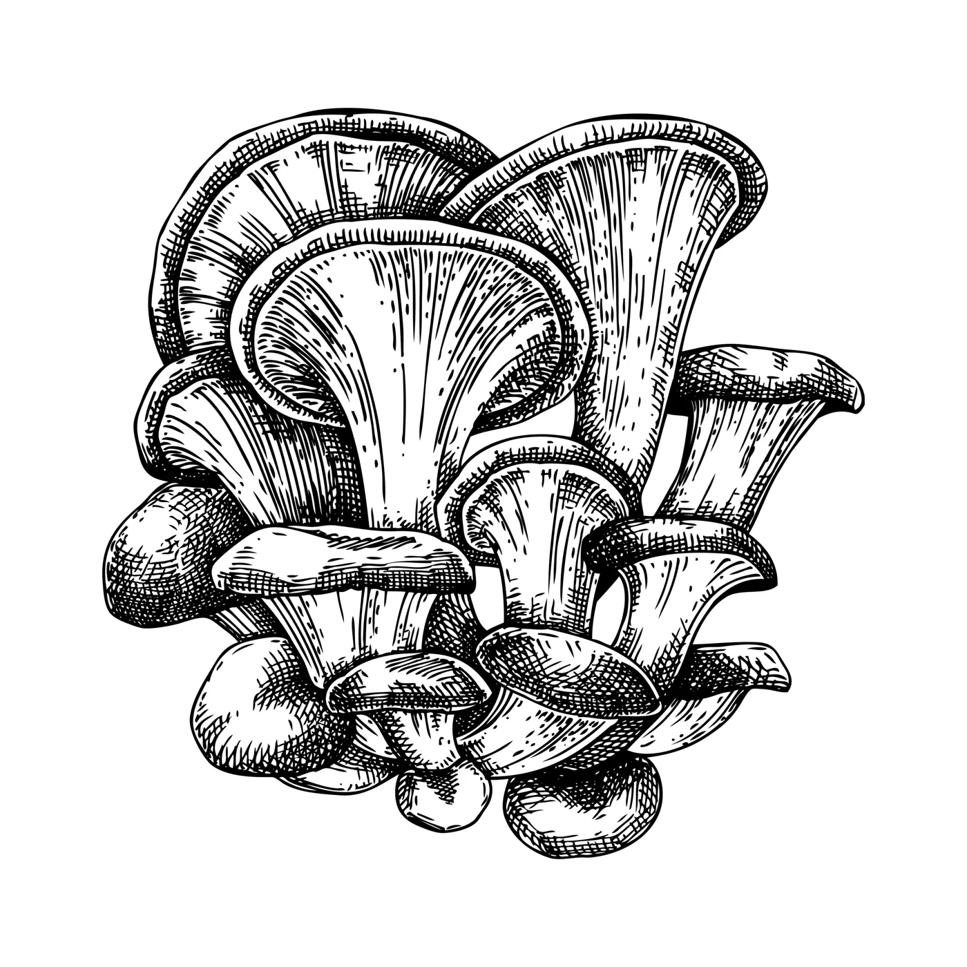 Oyster mushroom sketch. Hand drawn edible fungus illustration. Fungal protein, mycoprotein source, plant-based product ingredient, healthy food design element. Forest plant isolated on white backgroun Illustration