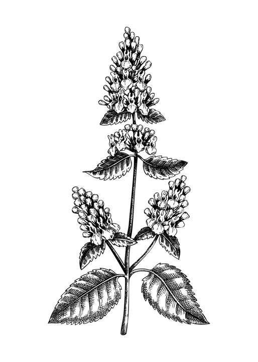 Catnip sketch. Apothecary plant drawing. Herbal remedies, medicinal plant, natural medicine hand-drawn vector illustration. NOT AI genereted