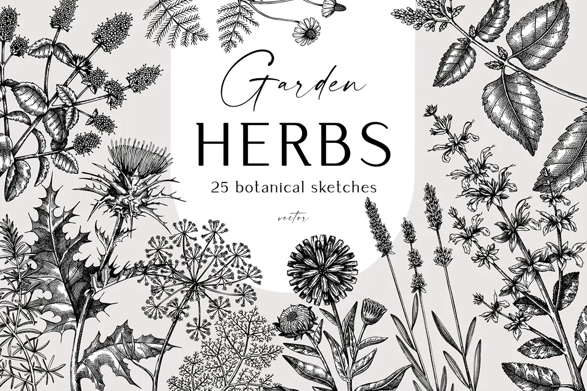 Herbs sketch illustrations. Hand drawn collection of herbs vector elements. Illustration