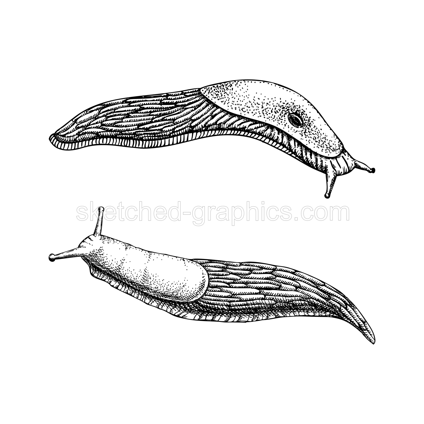 Slugs sketches set. Hand drawn wildlife design element in engraved style. Animal drawing isolated on white background. Shell-less mollusk vector illustration Illustration