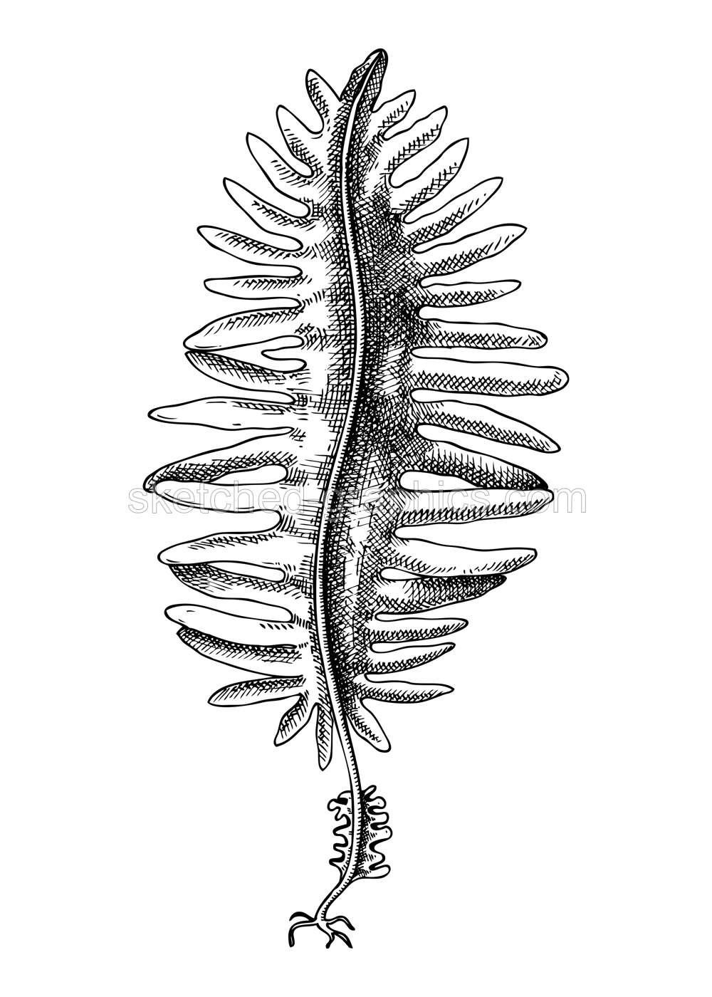 Hand drawn Wakame - algae sketch. Sea mustard - edible seaweed drawing isolated on white background. Sea kelp vector food illustration. Japanese cuisines, healthy food ingredient in engraved style Illustration