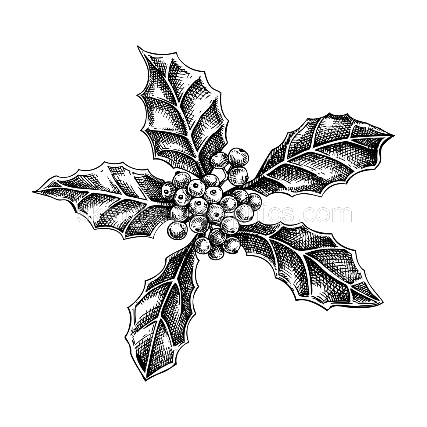 Holly sketch. Evergreen plant drawing. Ilex branch with berries hand-drawn vector illustration. Christmas design element. NOT AI generated Illustration