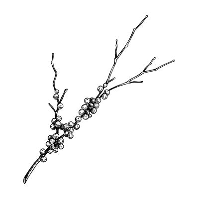 Red twig dogwood sketch. Evergreen tree branch with berries drawing. Winter plant hand-drawn vector illustration. Christmas design element. NOT AI generated