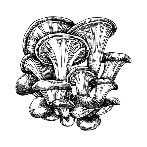 Oyster mushroom sketch. Hand drawn edible fungus illustration. Fungal protein, mycoprotein source, plant-based product ingredient, healthy food design element. Forest plant isolated on white backgroun