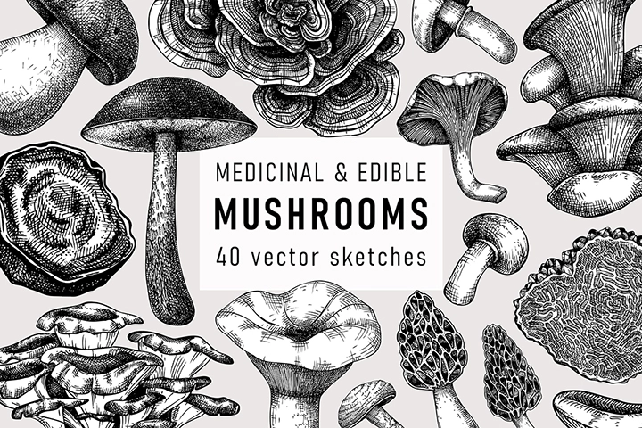 Mushroom vector sketches. Medicinal fungi hand drawn illustrations.