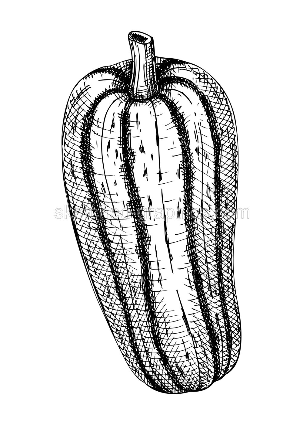 Fresh marrow sketch. Hand-sketched Vegetable illustration. Healthy food plant. Vector drawing of raw cultivated squash. Marrow for grocery, markets, packaging, recipes, menus design. Illustration