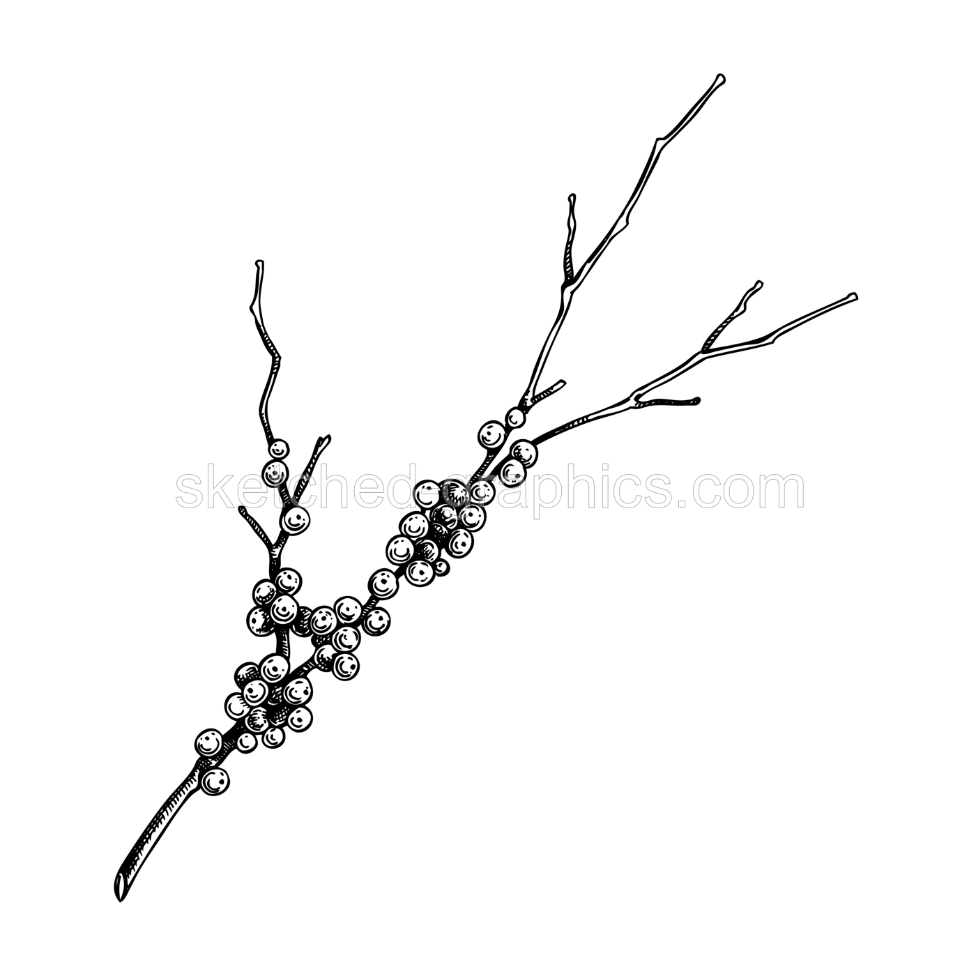 Red twig dogwood sketch. Evergreen tree branch with berries drawing. Winter plant hand-drawn vector illustration. Christmas design element. NOT AI generated Illustration