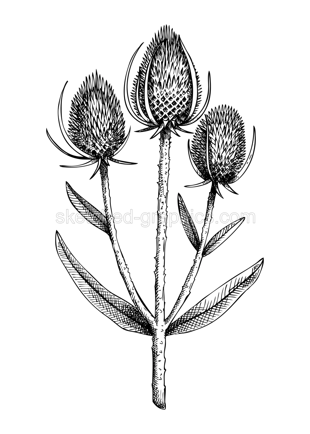Teasel botanical illustration. Decorative Dipsacus plant  with combs in sketch style. Hand drawn summer flower. Wildflower drawing isolated on white background. Floral design element.  Illustration