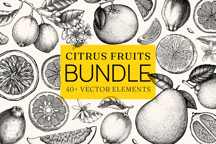 BUNDLE. Citrus Fruit Vector Sketches. Hand- Drawn Botanical Illustrations For Print & Web