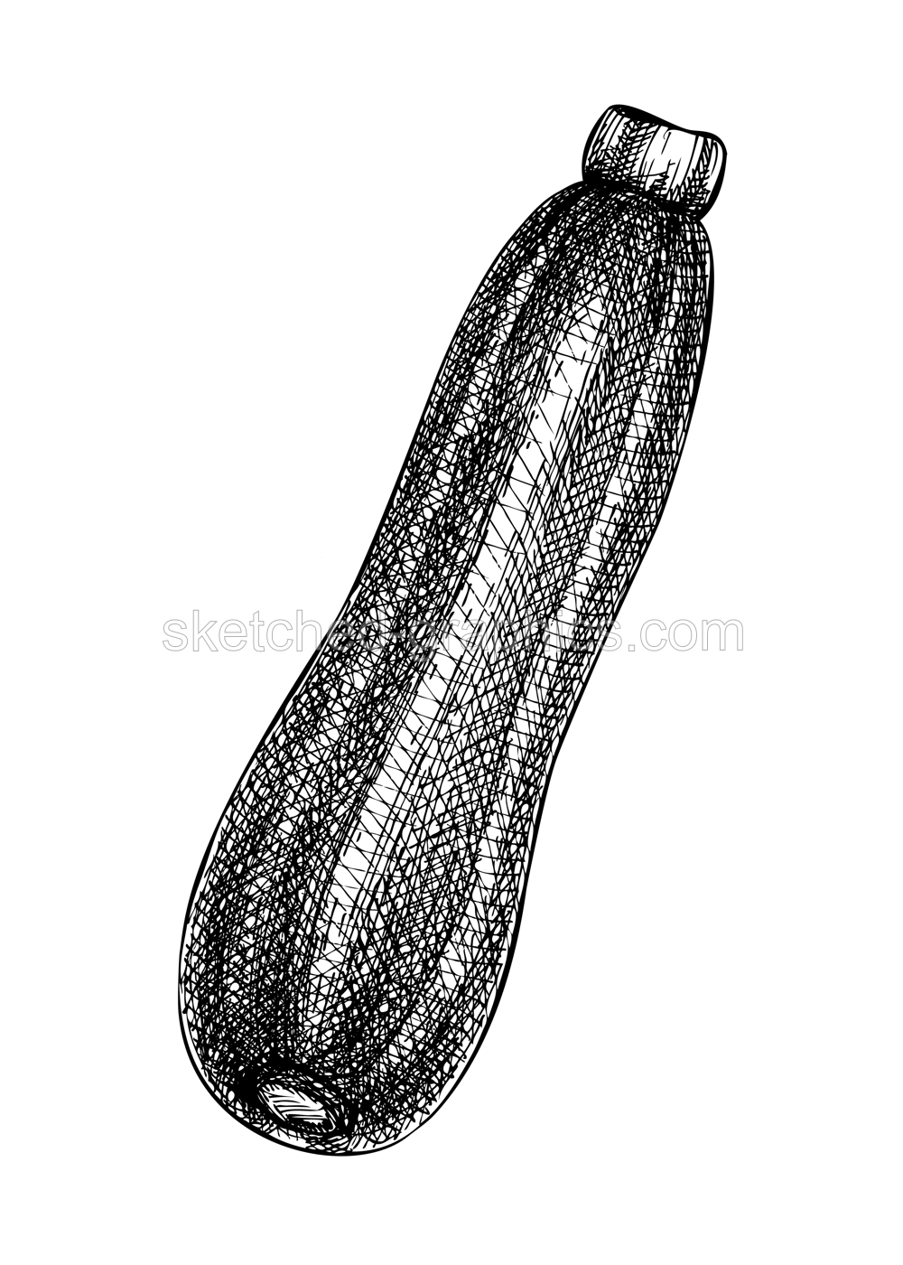 Fresh Zucchini sketch. Hand-sketched Vegetable illustration. Healthy food plant. Vector drawing of raw cultivated marrow. Prefect for grocery, markets, packaging, recipes, menus design. Illustration