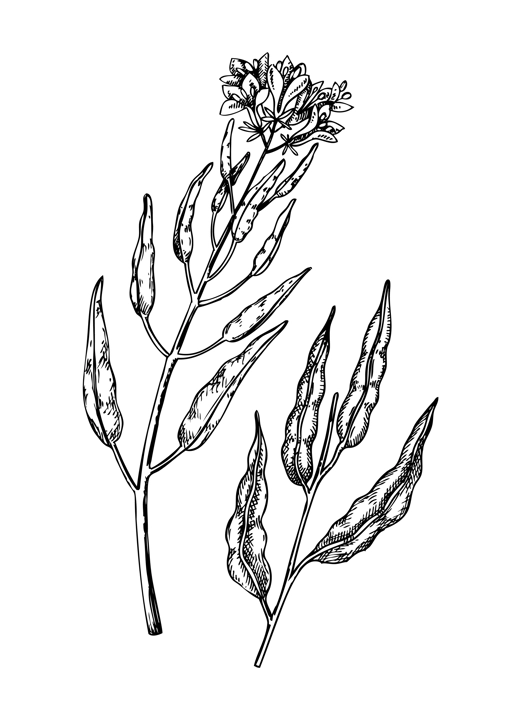 Fresh mustard sketch. Hand-sketched Spice plant illustration. Healthy food plant. Vector drawing of flower and seeds. Mustard for grocery, markets, packaging, recipes, menus design.