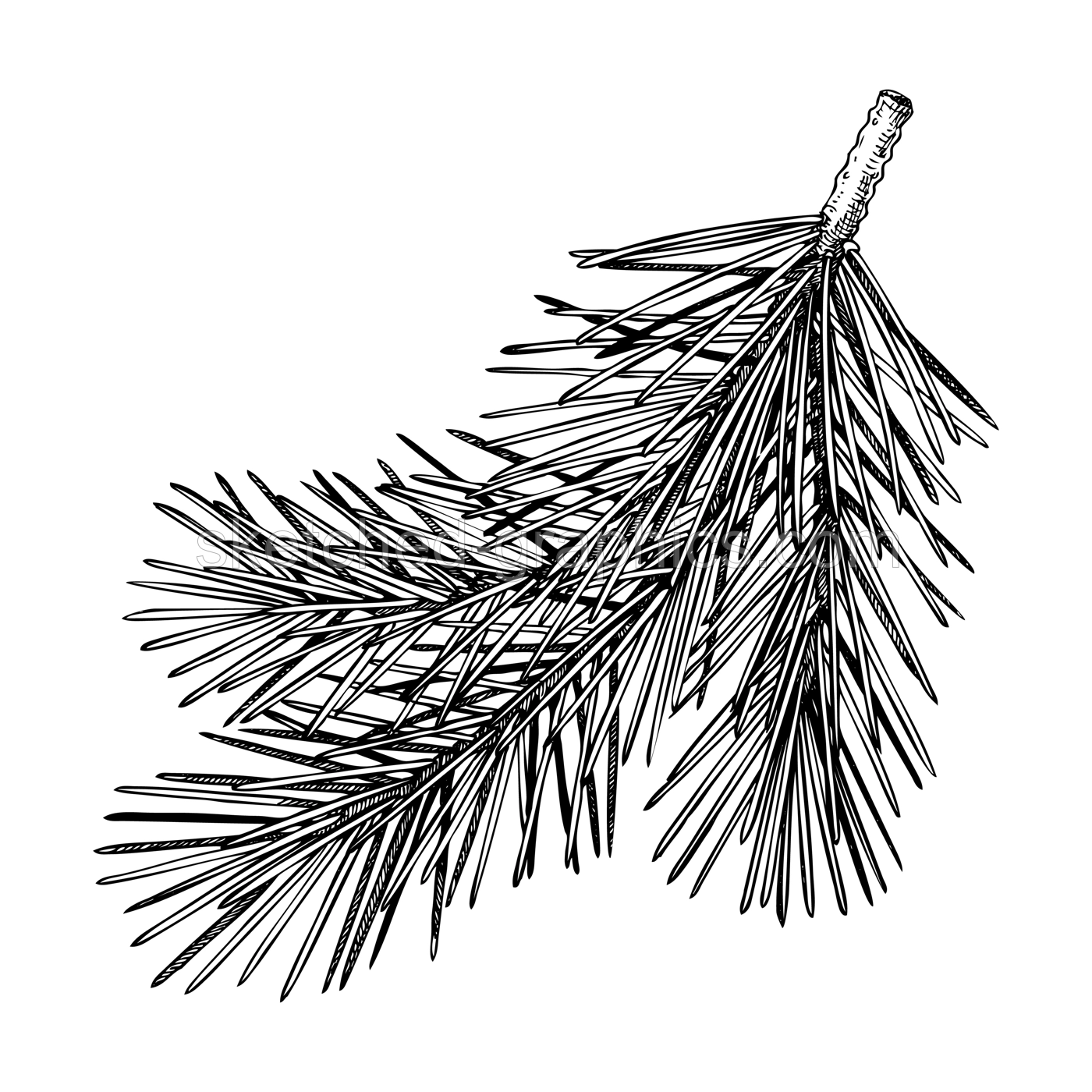 Pine sketch. Conifer tree drawing. Winter tree branch hand-drawn vector illustration. Christmas design element. NOT AI genereted Illustration