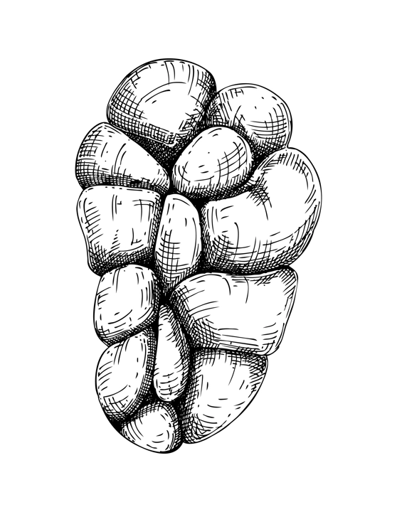 Hand drawn beef kidney sketche. Internal organs of farm animal drawings. Healthy food vector Illustrations on a white background. Cattle organ meat, offal, ingredients, butchery design elements.