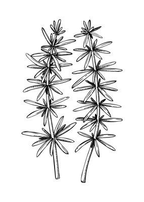 Hand drawn hijiki - sargassum fusiform sketch. Brown sea vegetable drawing isolated on white background. Sea kelp. Edible seaweed vector food illustration. Japanese cuisine, heathy eating ingredient, 