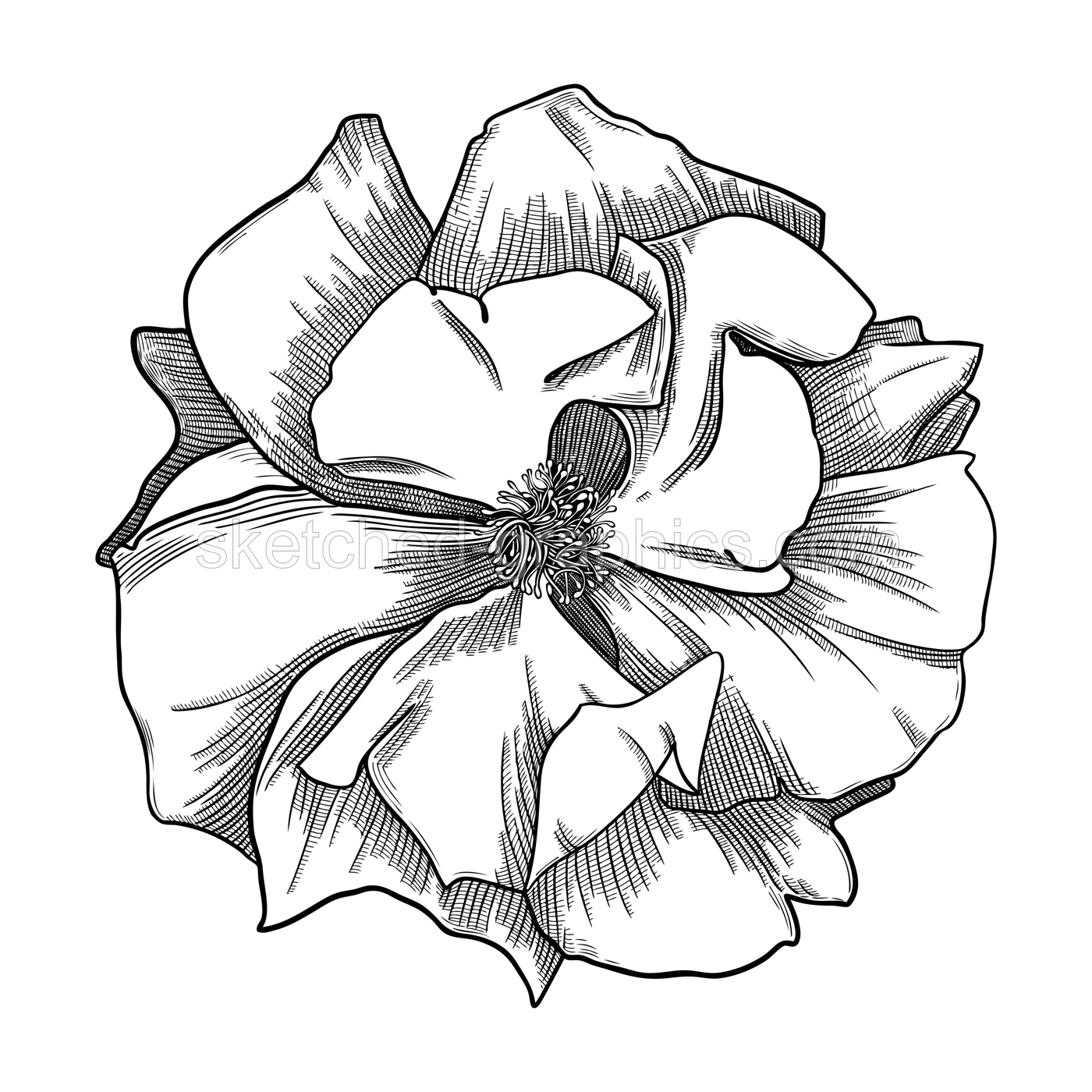 Elegant rose illustration. Botanical drawing of summer flowers. Hand-drawn garden rose bud. Engraved style floral drawing on white background. Hand-sketched rose for wedding or brand design Illustration