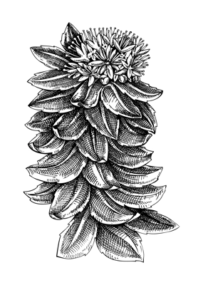 Rhodiola. Adaptogenic plant botanical sketch. Hand-sketched Rhodiola illustration. Great for traditional medicine, cosmetology, Ayurveda, and clinical research design. Natural adaptogen drawing