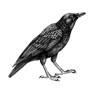 Crow vector sketch. Hand drawn vector illustration in engraved style. Large black and white bird isolated on white background. Raven drawing.Detailed wildlife drawing for print, poster, card, cover.