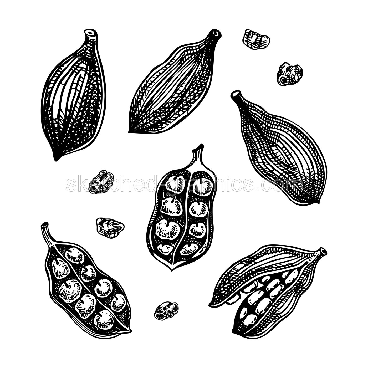 Cardamom sketch. Kitchen spice drawing. Indian herbs and spices hand-drawn vector illustration. NOT AI genereted Illustration