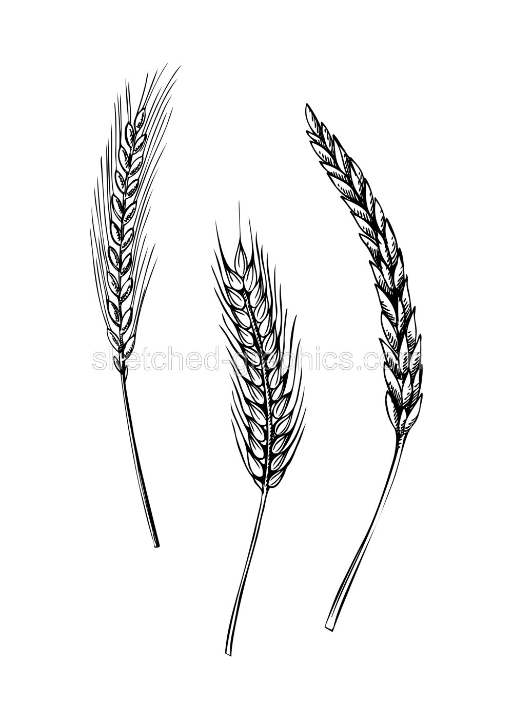 Decorative autumn plant sketch. Cereals sketch. Hand drawn botanical element in sketched style. Cereals spikelets illustrations. For Thanksgiving day design. Illustration