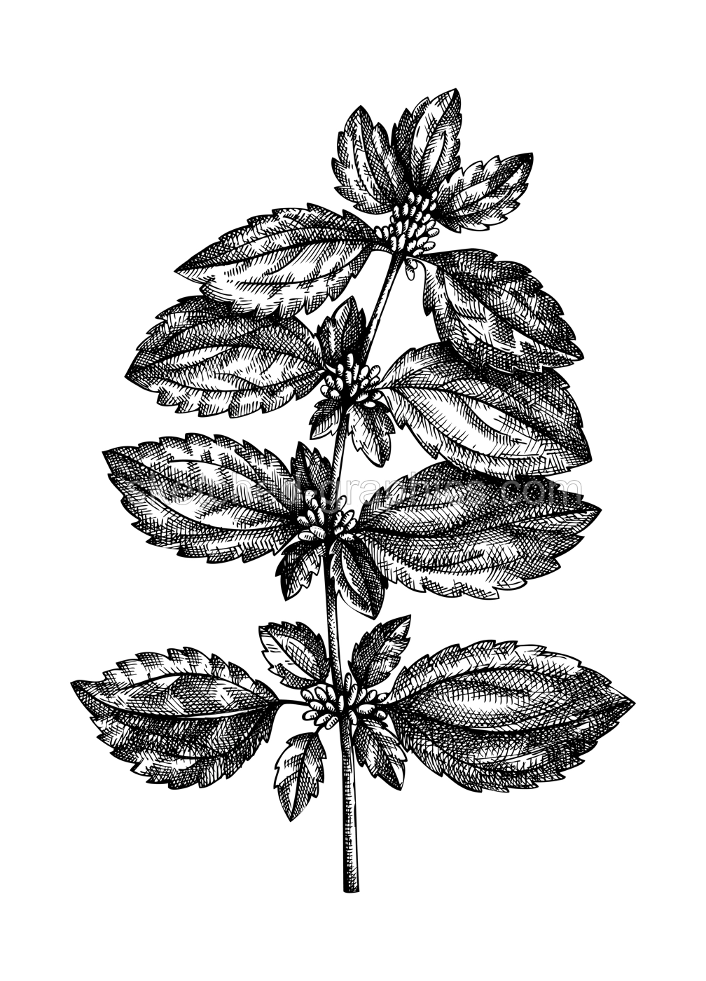 Hand-sketched Nettle illustration. Medicinal plant vector drawing in vintage style. Vintage herbs sketch or herbal tea ingredients, cosmetology, and traditional medicine. Vector summer flower.  Illustration