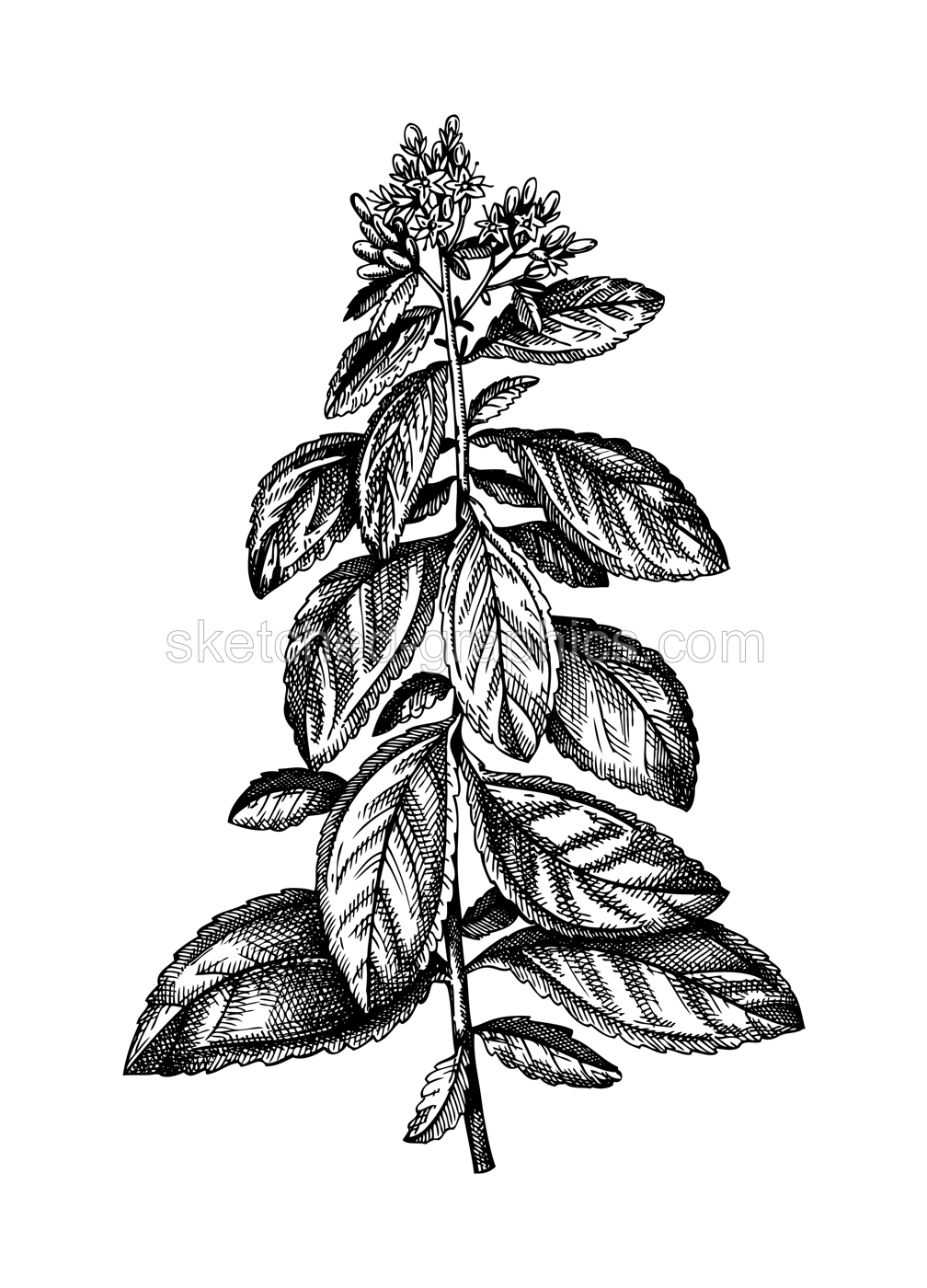 Stevia vector illustrations. Hand-sketched sweetener and sugar substitute  drawing. Medicinal plant with leaves and flowers sketch. Organic vegetarian product. Perfect for packaging, label, brands.  Illustration