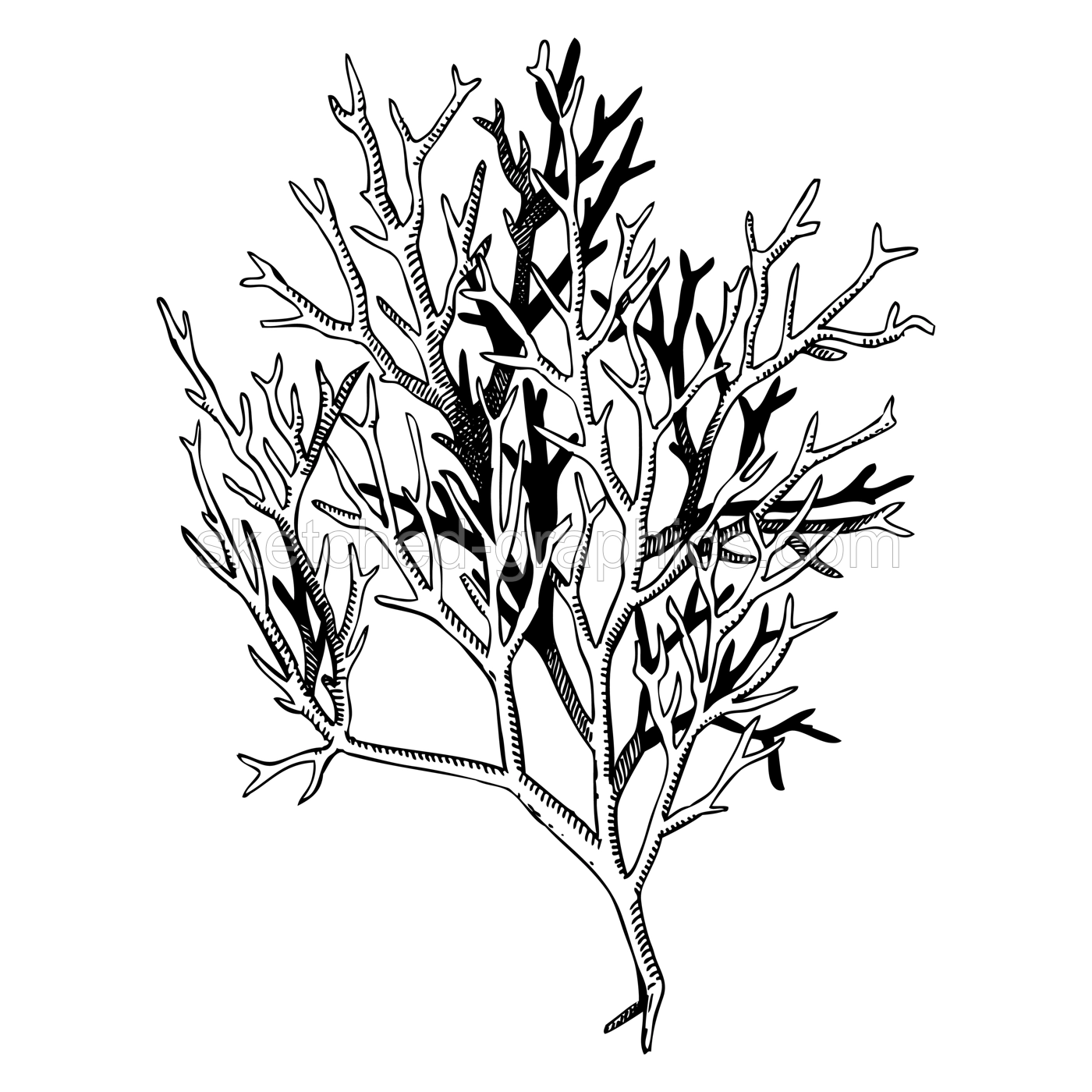 Hand drawn red aglae - ogonori sketch. Gracilaria - edible seaweed drawing isolated on white background. Root vegetables vector food illustration. Sea moss in engraved style. Asian cuisine ingredient Illustration
