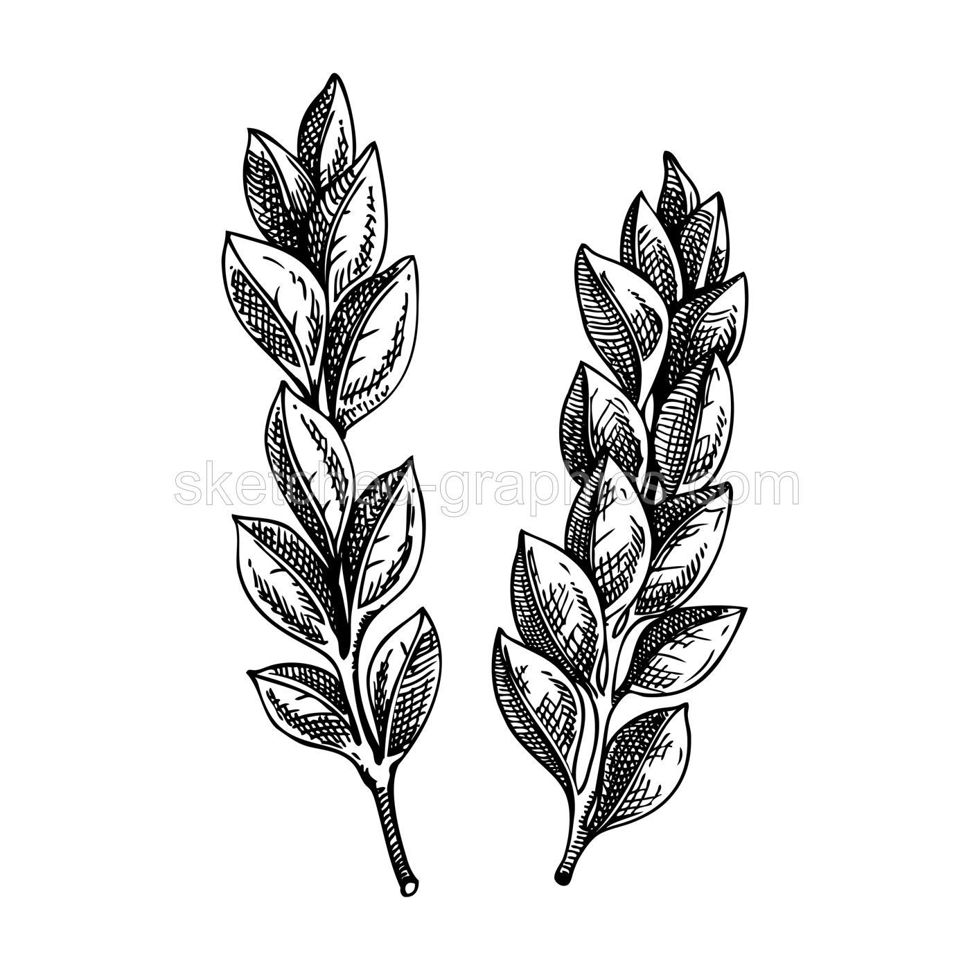 Boxwood sketch. Evergreen plant drawing. Winter tree branch hand-drawn vector illustration. Christmas design element. NOT AI genereted Illustration