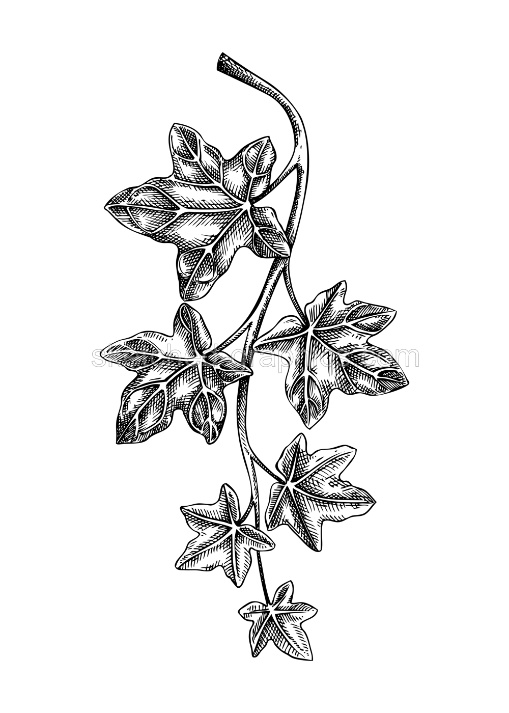 Decorative evergreen plant sketch. Ivy branch drawing. Hand-drawn botanical element in sketched style. Hedera leaves for Christmas or winter design. Illustration