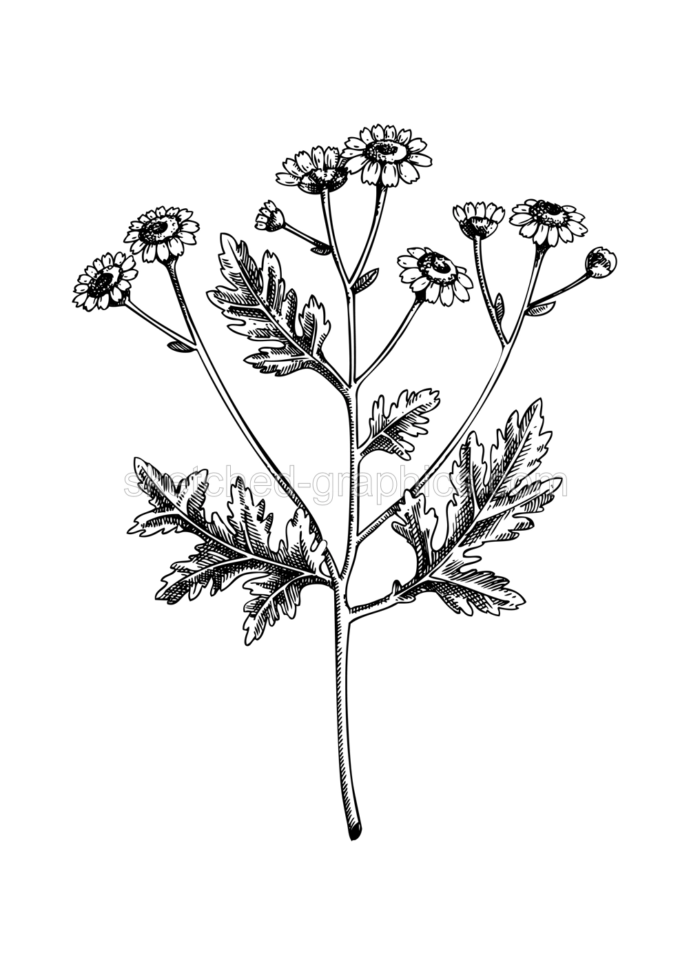 Feverfew sketch. Apothecary plant drawing. Herbal remedies, medicinal plant, natural medicine hand-drawn vector illustration. NOT AI genereted Illustration