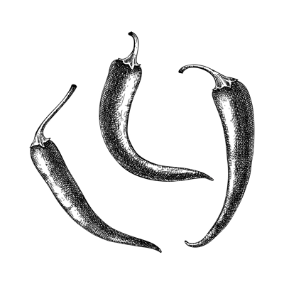 Fresh Chili pepper sketches collection. Spicy vegetable composition of tree hand-sketched food plants. Vector illustration of raw cultivated chili. For grocery, markets, packaging