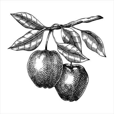 Apple vector illustration. Hand-drawn food drawing. Fruit trees sketch. Garden fruit for for recipe, menu, label, packaging, Vintage apple tree branch with two fruits