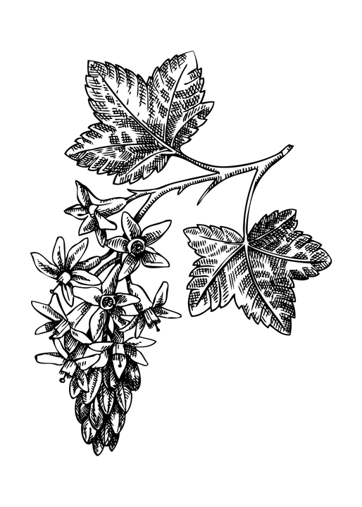 Currant blossom sketch in engraved style. Flowering branch with flowers and leaves. Black contoured berry blossom drawing. Botanical vector illustration of spring plant isolated on white background