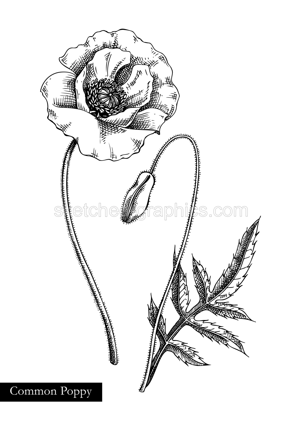 Red poppy vector illustration. Hand drawn summer flower sketch. Wildflower drawing isolated on white background. Meadows or woodlands flowering plant. Floral design element in engraved style Illustration