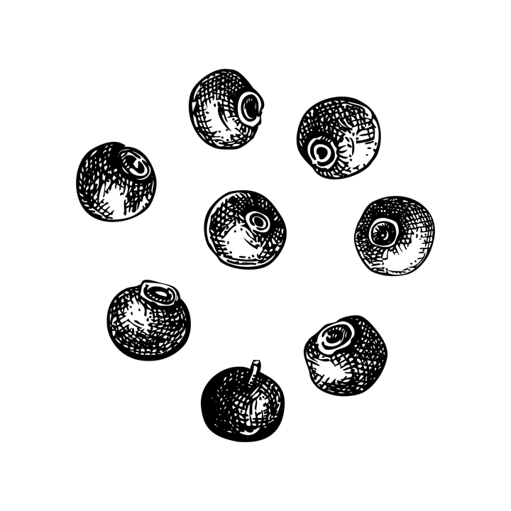 Allspice plant berries sketch. Kitchen spice drawing. Mexican herbs and spices hand-drawn vector illustration. NOT AI genereted