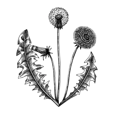 Goji berry. Adaptogenic plant botanical sketch. Hand-sketched Goji berry illustration. Great for traditional medicine, cosmetology, Ayurveda, and clinical research design. Natural adaptogen drawing