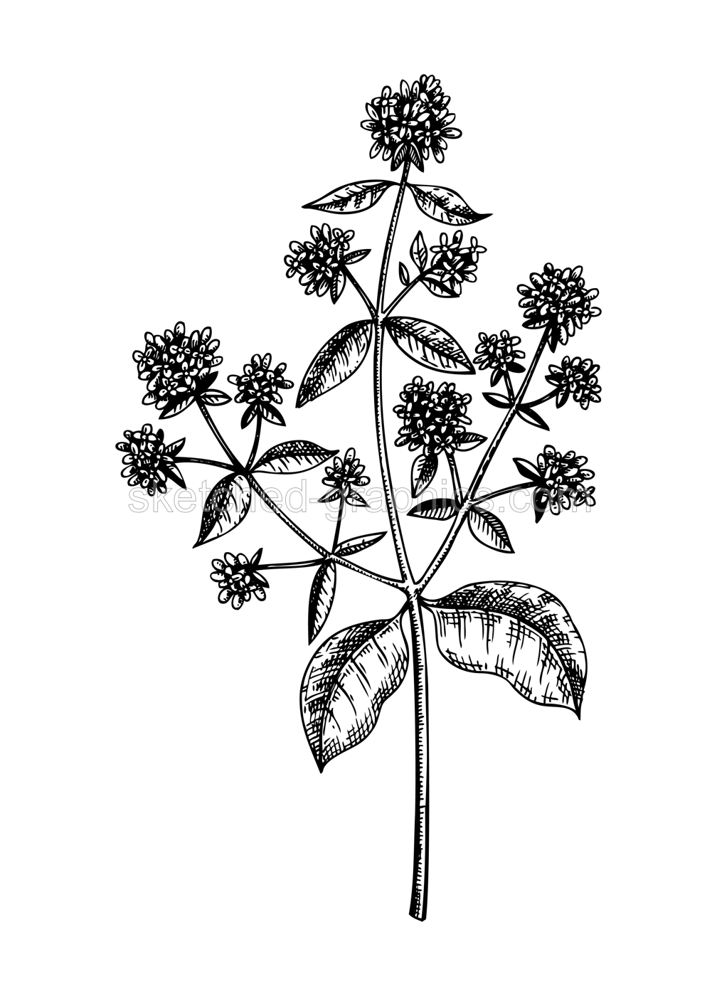 Hand sketched origanum botanical illustration with leaves and flowers. Wild marjoran - hand-drawn medical herbs and spices. Engraved style herbal plant on white background. Healthy tea ingredients Illustration