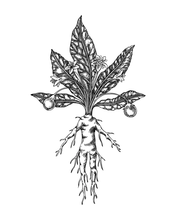 Mandrake sketch. Poisonous plant drawing. Mandragora hand-drawn vector illustration. Witchcraft design element. NOT AI generated