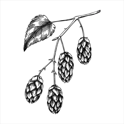 Hop  flowers vector illustration. Hand drawn black and white botanical drawing. Beer ingredient sketch. Vintage hop branch for recipe, menu, label, packaging design. 
