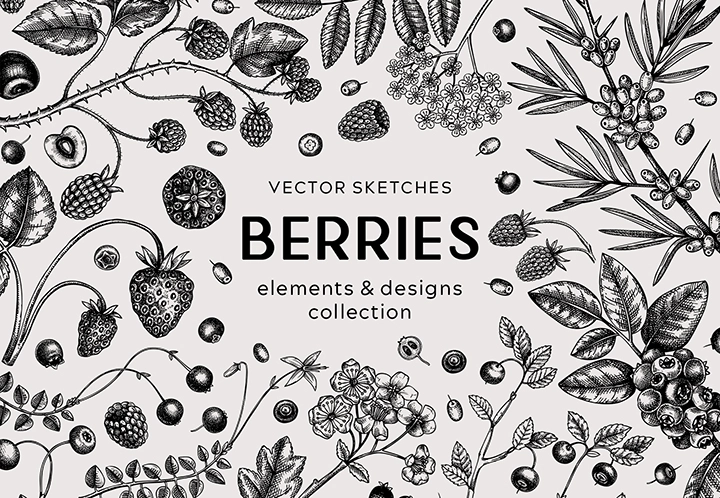 Berry vector sketches and designs. Botanical illustrations of berries and flowers.
