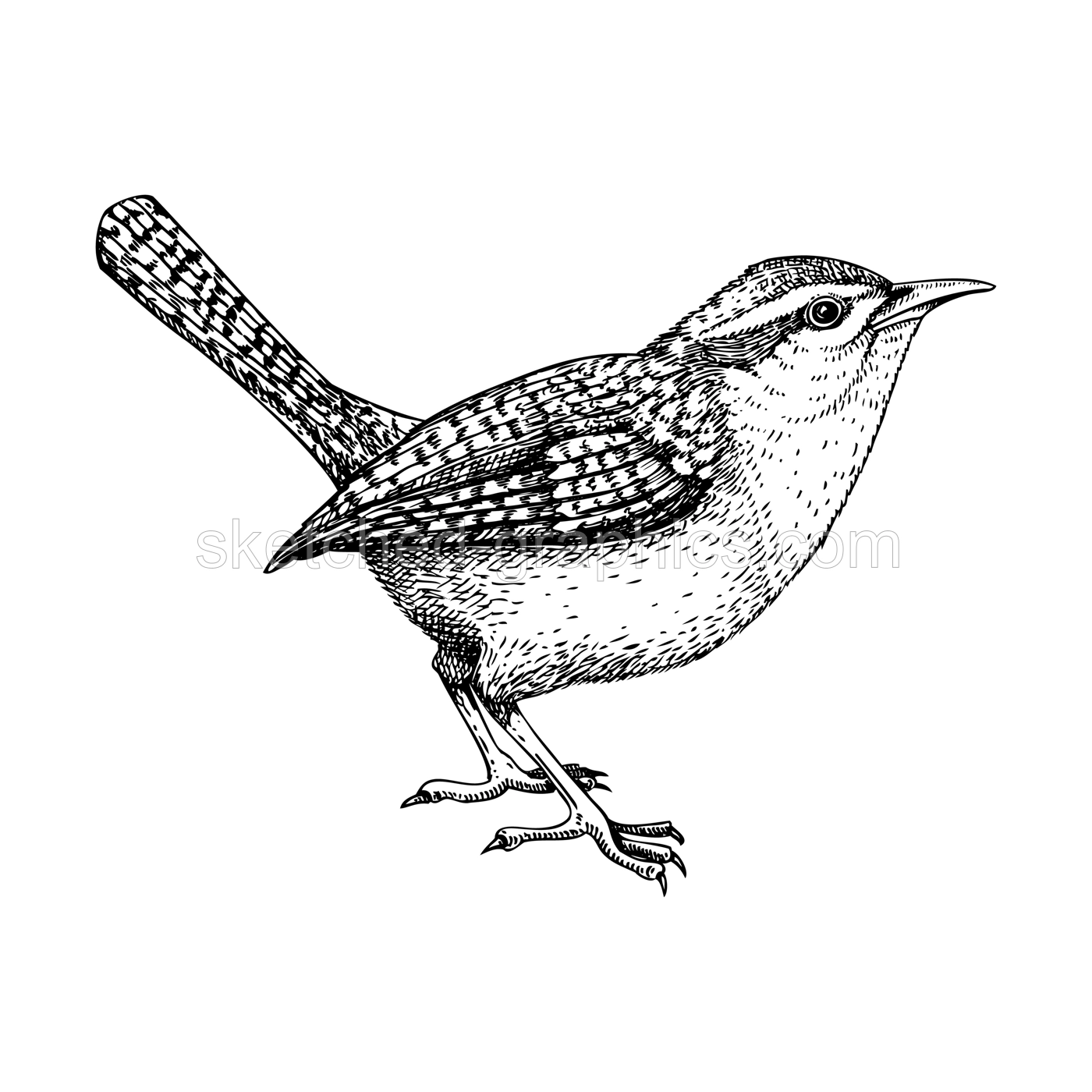Wren vector sketch. Hand drawn wildlife illustration in engraved style. Passerine bird isolated on white background. Black and white animal drawing for print, poster, card, cover. Illustration