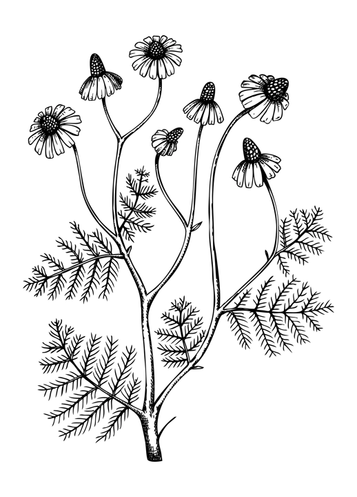 Hand sketched Chamomile illustration with leaves and flowers. Hand-drawn medicinal herb drawing. Engraved style botanical illustration. Traditional medicine and herbal tea ingredients.