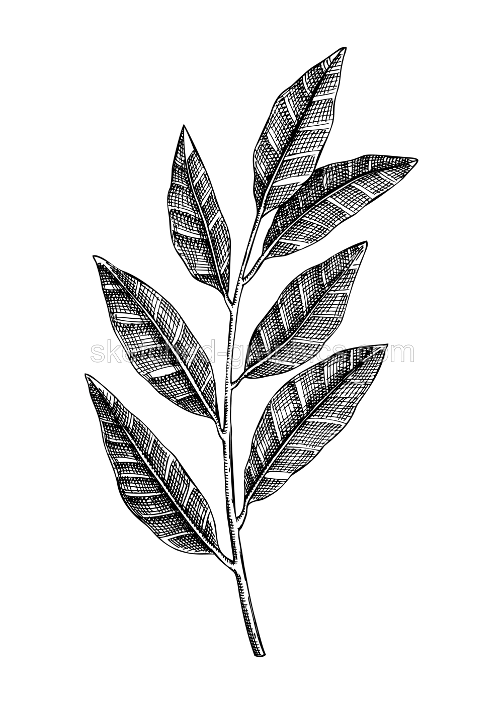 Fresh bay tree with leaves  shsketch. Garden spice drawing. Organic green spicy plant.  Hand-sketched laurel vector illustration. Raw cultivated laurel  for grocery, markets, packaging, recipes, menus Illustration