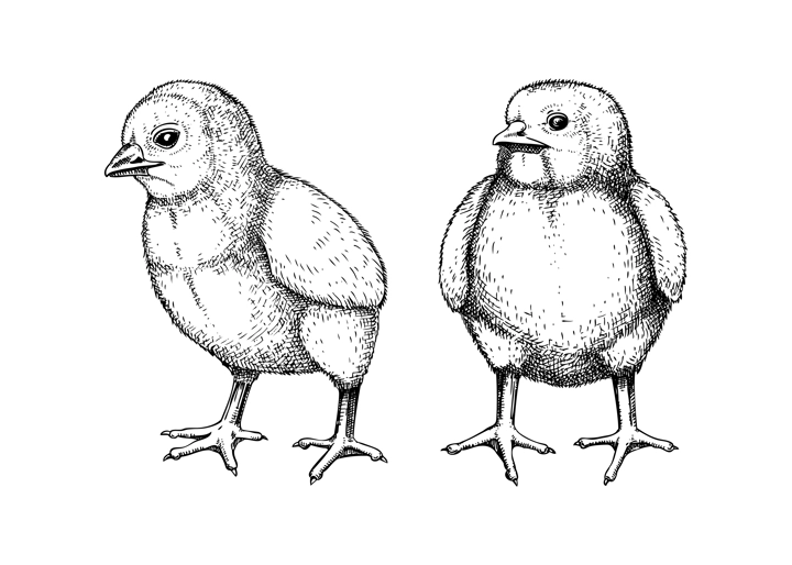 Hand drawn chicken sketches. Cute black contoured chick drawings. Little lovely feathered baby bird in engraved style. Vector illustration isolated on white background
