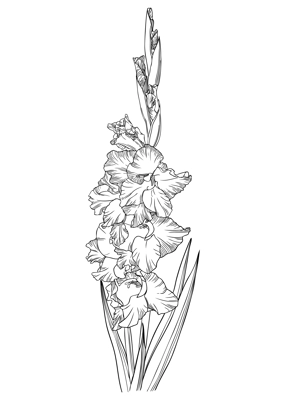 Elegant gladiolus illustration. Botanical drawing of summer flowers. Hand-drawn garden sword lily. Engraved style floral drawing on white background. Hand-sketched flower for a wedding or brand design