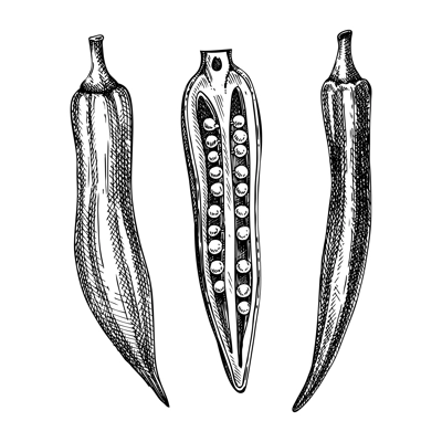 Fresh Okra sketch. Edible green seed pods drawing. Vegetable composition of tree hand-sketched plants. Vector illustration of raw cultivated okra. 