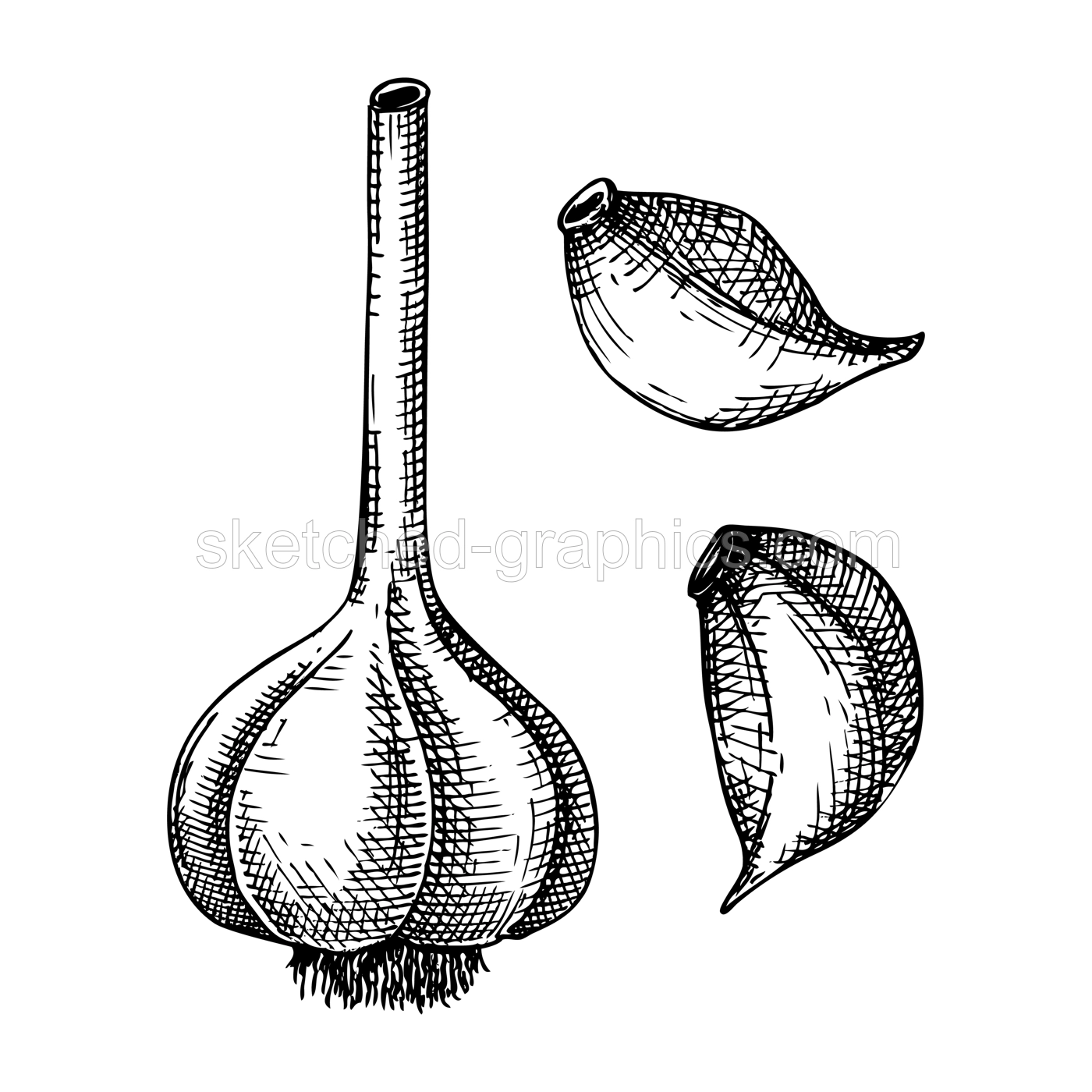 Fresh garlic sketch. Hand-sketched Vegetable illustration. Healthy food plant. Vector drawing of raw cultivated garlic. Vegetables for grocery, markets, packaging, recipes, menus design. Illustration