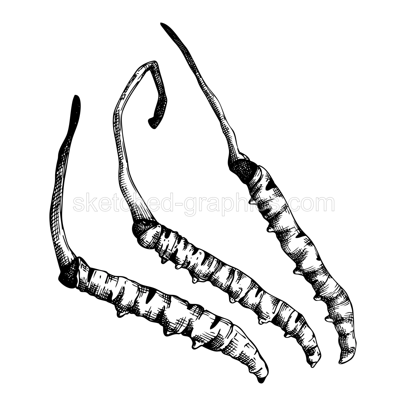 Cordyceps. Adaptogenic mushroom illustration. Hand-sketched medicinal plant drawing isolated on white. Engraved style adaptogens collection. Medicinal mushrooms. Illustration